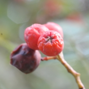 Photographie n°267914 du taxon Sorbus aucuparia L. [1753]