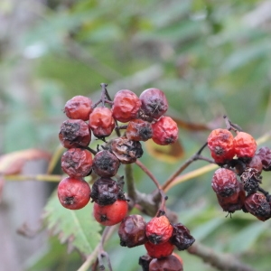 Photographie n°267920 du taxon Sorbus aucuparia L. [1753]