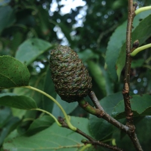 Photographie n°267921 du taxon Alnus cordata (Loisel.) Duby [1828]