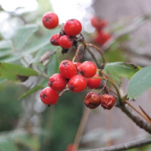 Photographie n°267922 du taxon Sorbus aucuparia L. [1753]