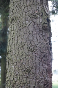 Hervé GOËAU, le 25 septembre 2014 (Amance (Arboretum d'Amance))