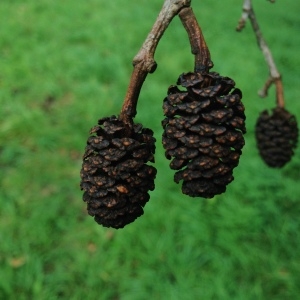 Photographie n°267948 du taxon Alnus cordata (Loisel.) Duby [1828]