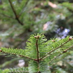 Photographie n°267956 du taxon Abies alba Mill. [1768]