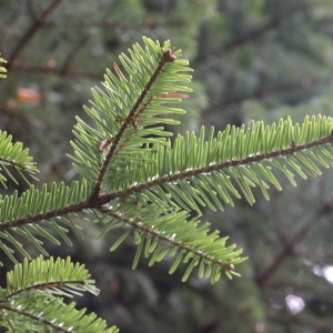 Photographie n°267959 du taxon Abies alba Mill. [1768]