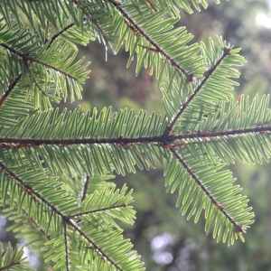 Photographie n°267960 du taxon Abies alba Mill. [1768]