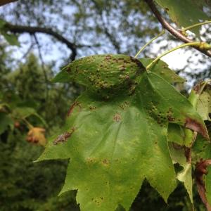 Photographie n°267976 du taxon Sorbus torminalis (L.) Crantz [1763]