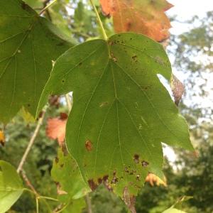 Photographie n°267990 du taxon Sorbus torminalis (L.) Crantz [1763]