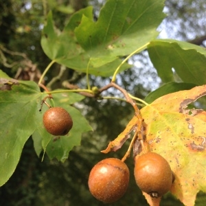 Photographie n°267994 du taxon Sorbus torminalis (L.) Crantz [1763]