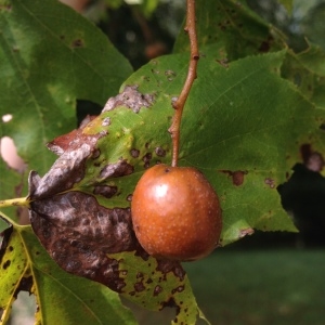 Photographie n°268010 du taxon Sorbus torminalis (L.) Crantz [1763]