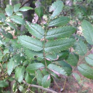 Photographie n°268073 du taxon Sorbus aucuparia L. [1753]