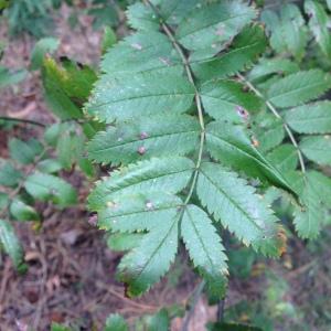 Photographie n°268080 du taxon Sorbus aucuparia L. [1753]