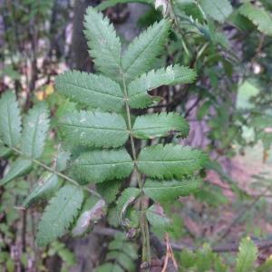 Photographie n°268096 du taxon Sorbus aucuparia L. [1753]