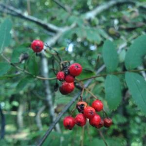 Photographie n°268125 du taxon Sorbus aucuparia L. [1753]