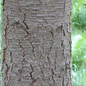 Photographie n°268154 du taxon Abies procera Rehder [1949]