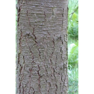 Pinus nobilis Douglas ex Lamb. (Sapin de l'Oregon)