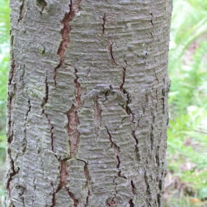 Photographie n°268156 du taxon Abies procera Rehder [1949]