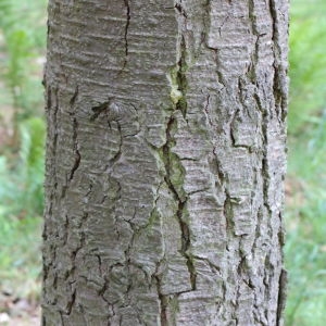 Photographie n°268157 du taxon Abies procera Rehder [1949]