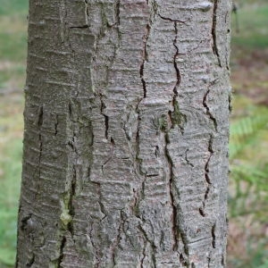 Photographie n°268161 du taxon Abies procera Rehder [1949]