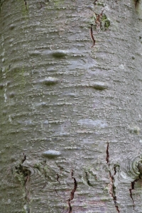 Hervé GOËAU, le 25 septembre 2014 (Amance (Arboretum d'Amance))