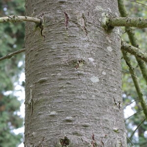 Photographie n°268165 du taxon Abies procera Rehder [1949]