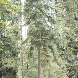 Photographie n°268166 du taxon Abies procera Rehder [1949]