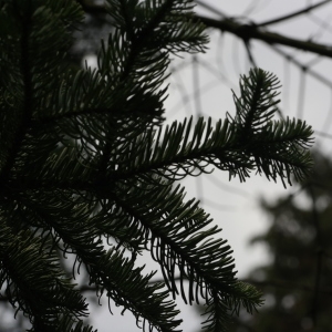 Photographie n°268170 du taxon Abies procera Rehder [1949]