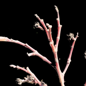 Photographie n°268179 du taxon Nerium oleander L. [1753]