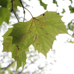 Photographie n°268196 du taxon Platanus occidentalis L. [1753]