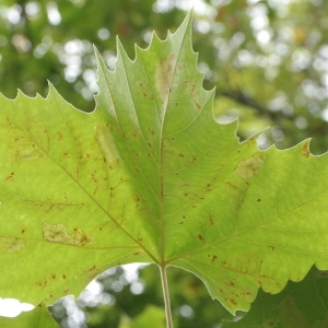 Photographie n°268199 du taxon Platanus occidentalis L. [1753]