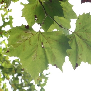 Photographie n°268200 du taxon Platanus occidentalis L. [1753]