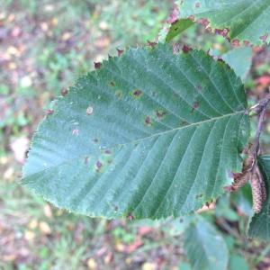 Photographie n°268214 du taxon Ostrya carpinifolia Scop. [1772]