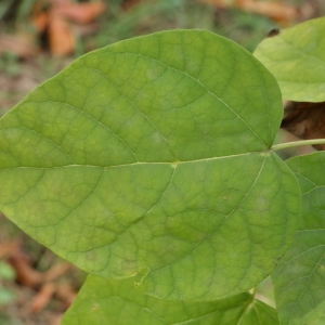 Photographie n°268231 du taxon Catalpa bignonioides Walter [1788]