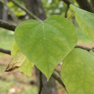 Photographie n°268234 du taxon Catalpa bignonioides Walter [1788]