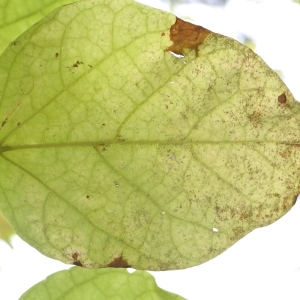 Photographie n°268235 du taxon Catalpa bignonioides Walter [1788]