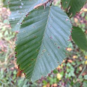 Photographie n°268236 du taxon Ostrya carpinifolia Scop. [1772]