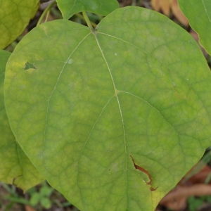 Photographie n°268237 du taxon Catalpa bignonioides Walter [1788]