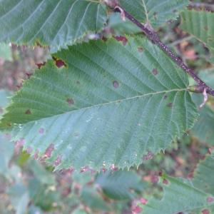 Photographie n°268239 du taxon Ostrya carpinifolia Scop. [1772]