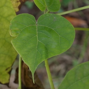 Photographie n°268241 du taxon Catalpa bignonioides Walter [1788]