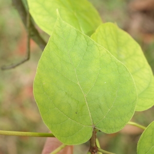 Photographie n°268242 du taxon Catalpa bignonioides Walter [1788]