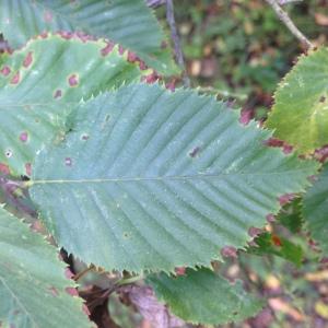 Photographie n°268243 du taxon Ostrya carpinifolia Scop. [1772]