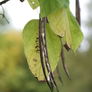 Photographie n°268245 du taxon Catalpa bignonioides Walter [1788]