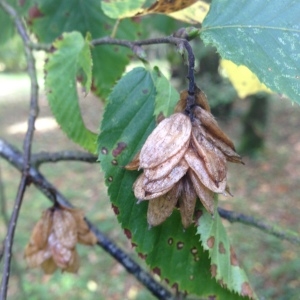 Photographie n°268265 du taxon Ostrya carpinifolia Scop. [1772]