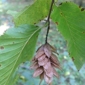 Photographie n°268286 du taxon Ostrya carpinifolia Scop. [1772]