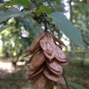 Photographie n°268290 du taxon Ostrya carpinifolia Scop. [1772]