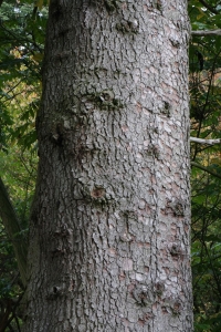 Hervé GOËAU, le 25 septembre 2014 (Amance (Arboretum d'Amance))