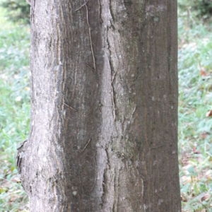 Photographie n°268347 du taxon Acer cappadocicum Gled. [1785]