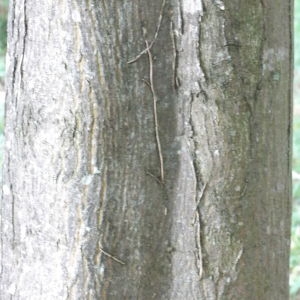 Photographie n°268348 du taxon Acer cappadocicum Gled. [1785]