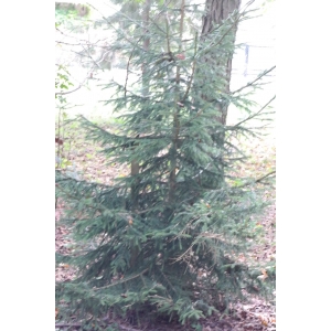 Picea orientalis (L.) Link (Épicéa du Caucase)