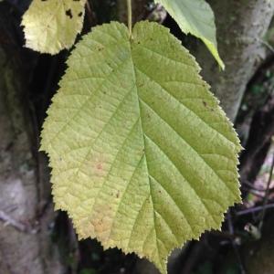 Photographie n°268426 du taxon Corylus avellana L. [1753]