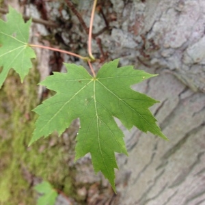 Acer eriocarpum Michx. (Érable argenté)